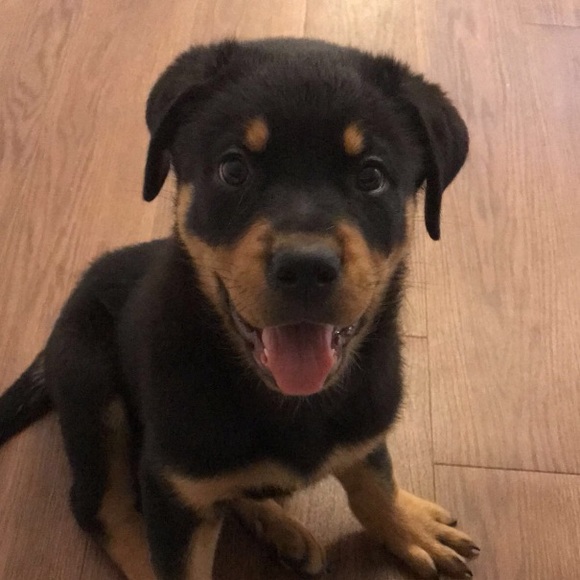 Meet your Posher, Kayla - Picture 1 of 1